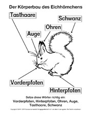 AB-Eichhörnchen-Der-Körperbau-Lösung-SW.pdf
